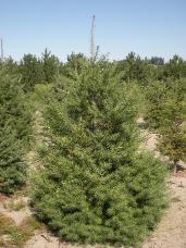 Douglas Fir